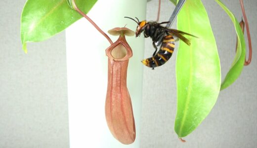 食虫植物にオオスズメバチを入れると…